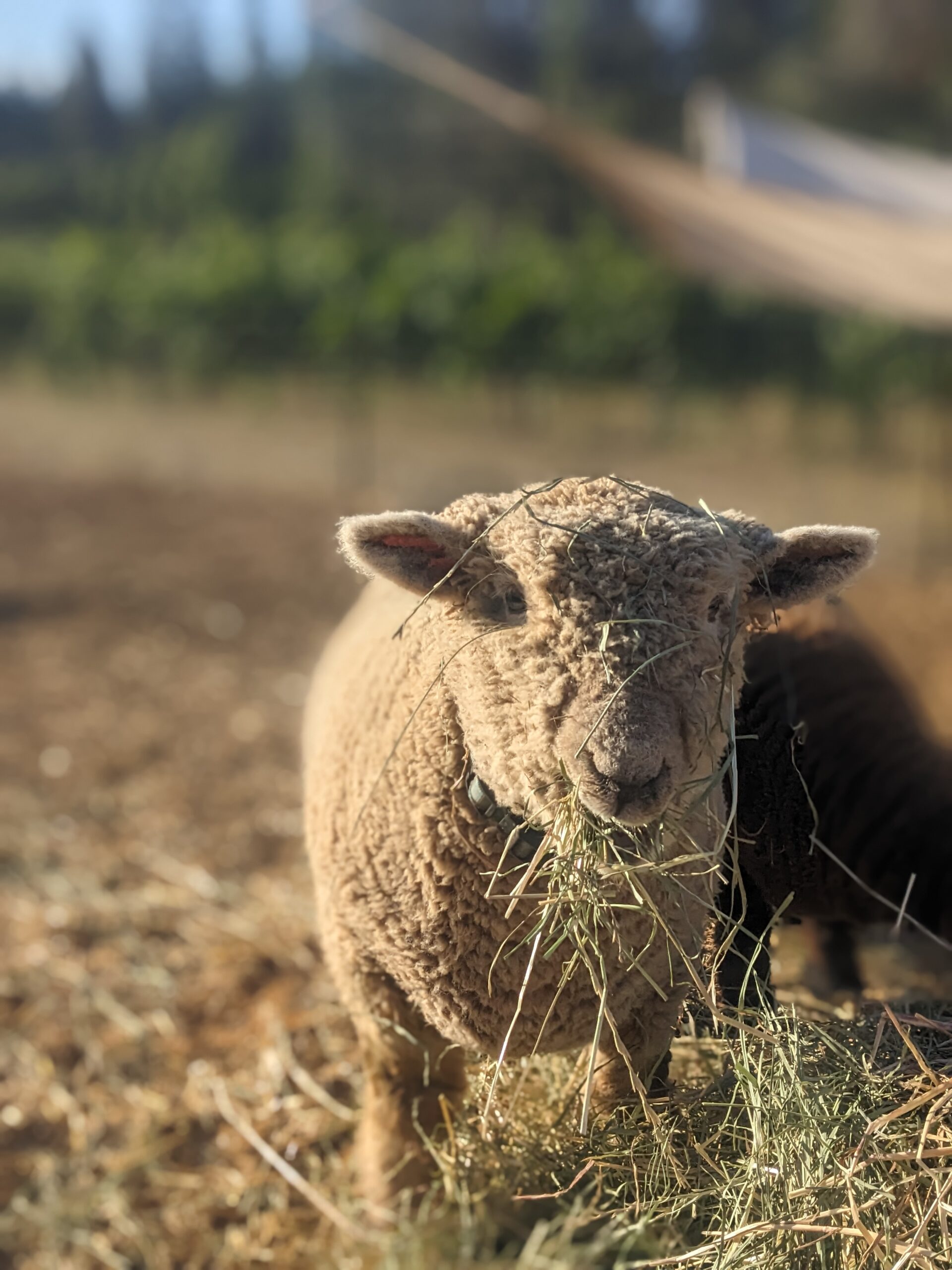 Babydoll Sheep – Smokey Ridge Ranch